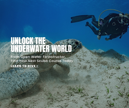 A scuba diver swimming next to a sea turtle.
